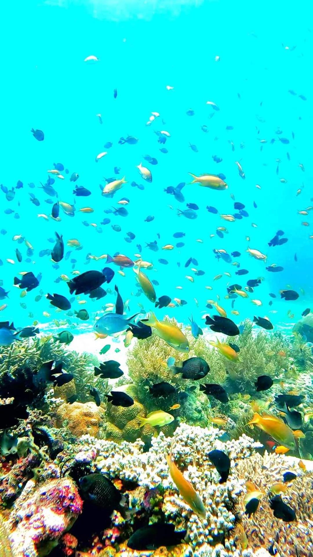 Alona Garden Suites Panglao Dış mekan fotoğraf