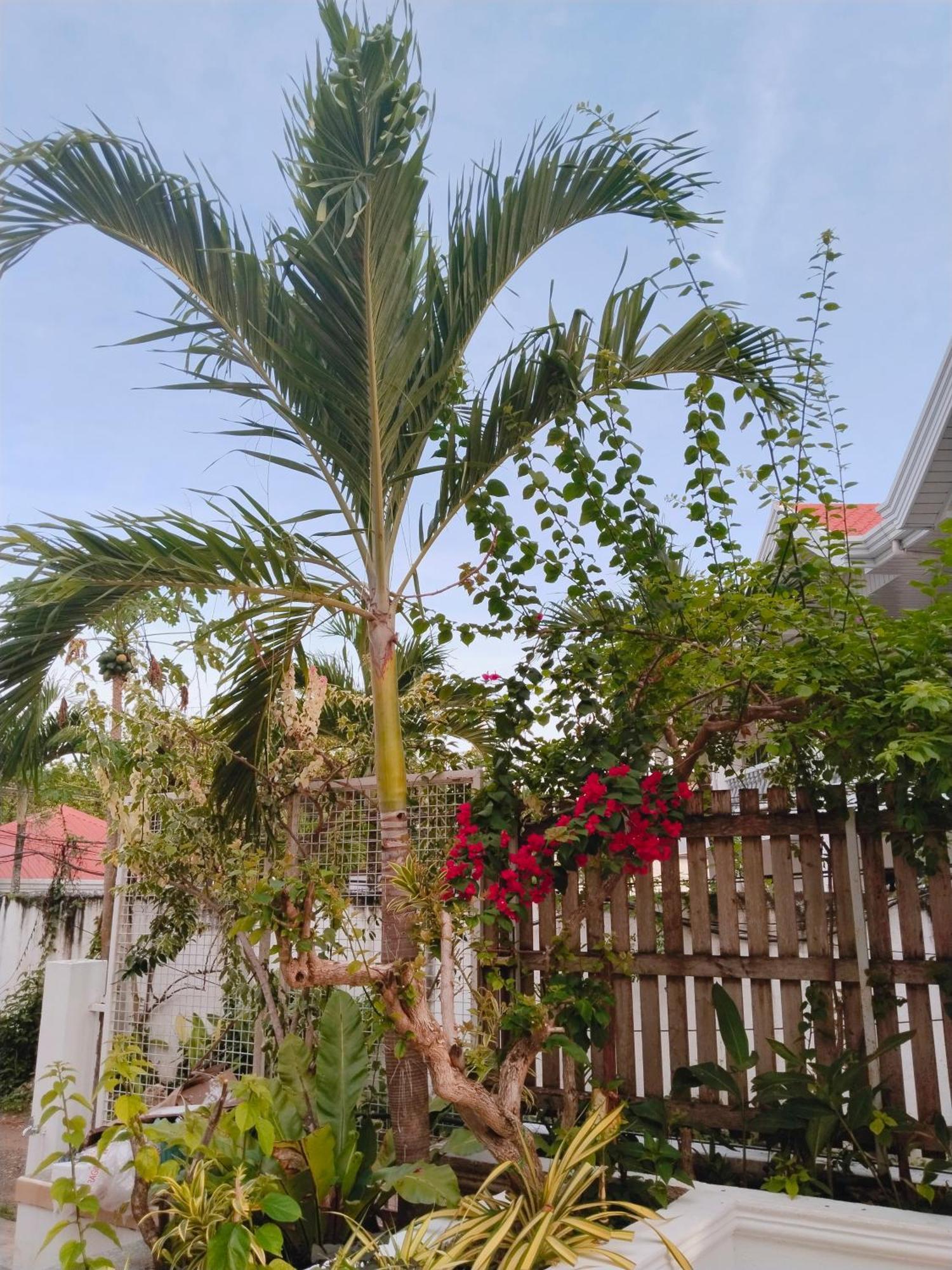 Alona Garden Suites Panglao Dış mekan fotoğraf